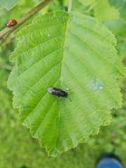Phymatocera aterrima