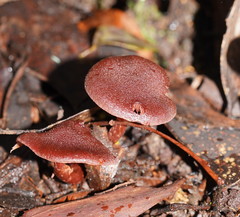 Tubaria rufofulva