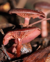 Tubaria rufofulva