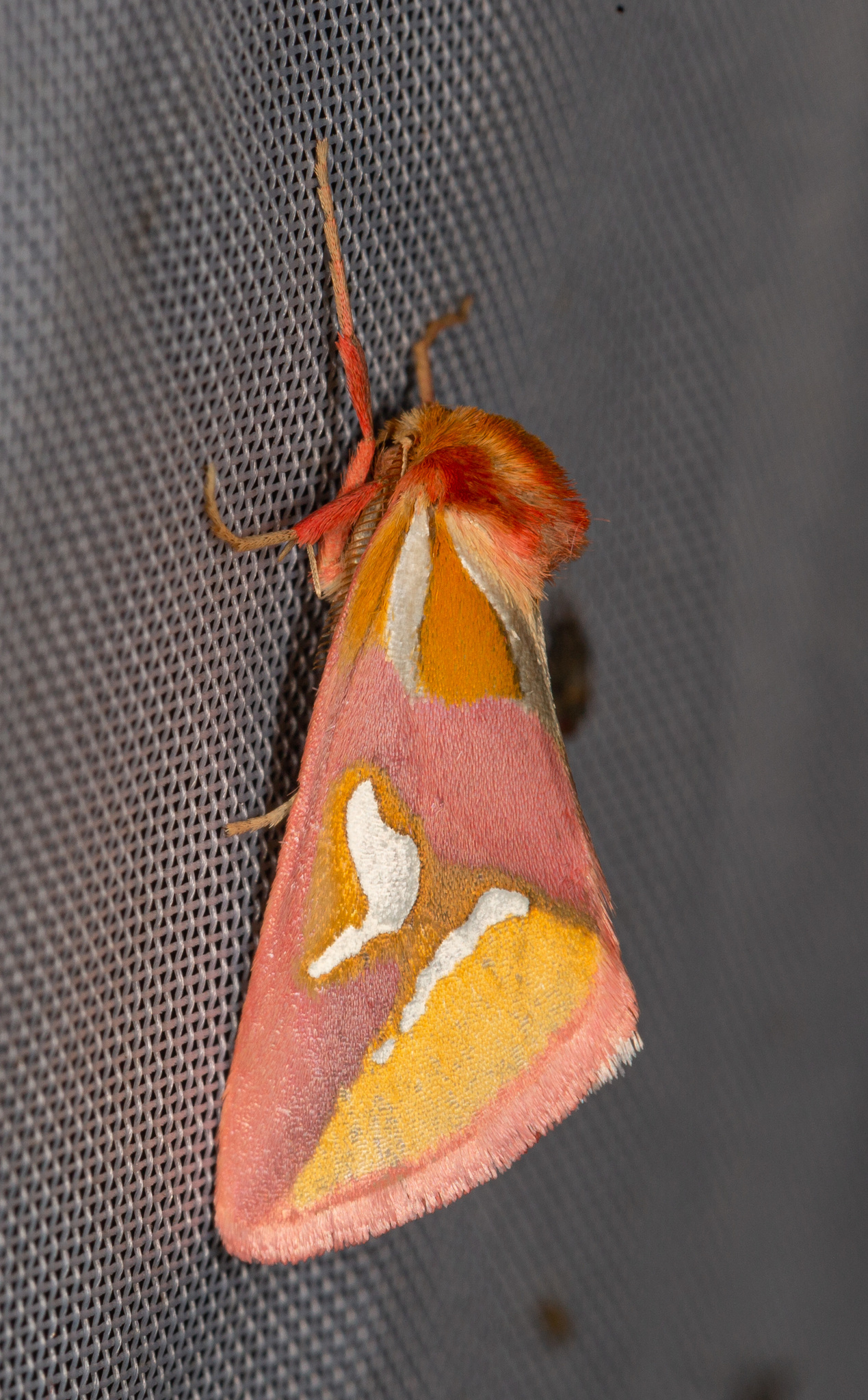 Cimeliidae