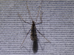 Erioptera graphica