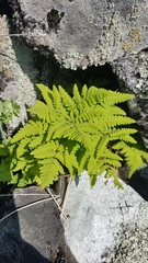 Gymnocarpium jessoense