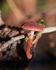 Tubaria rufofulva