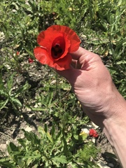 Papaver dubium stevenianum