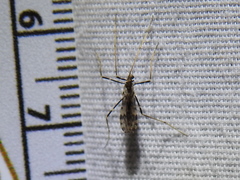 Erioptera graphica