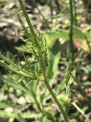 Papaver dubium stevenianum