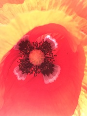 Papaver dubium stevenianum