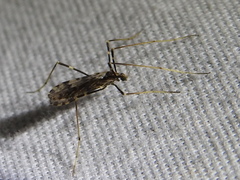Erioptera graphica