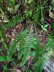 Asplenium thunbergii