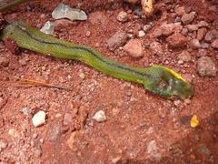 Mastigodryas dorsalis