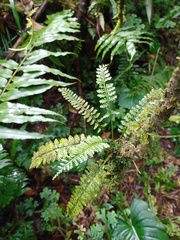 Asplenium thunbergii