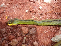 Mastigodryas dorsalis