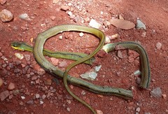 Mastigodryas dorsalis