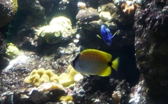Chaetodon