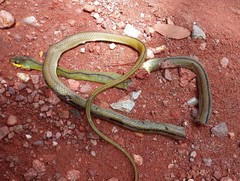 Mastigodryas dorsalis