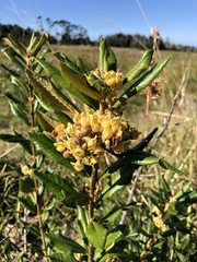 Anastrabe integerrima