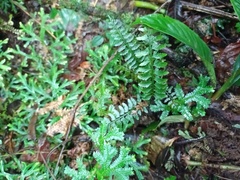 Asplenium tenerum