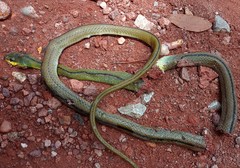 Mastigodryas dorsalis