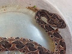 Metlapilcoatlus indomitus
