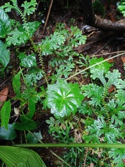 Hydrocotyle javanica