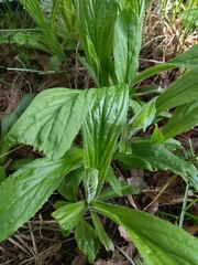 Digitalis grandiflora