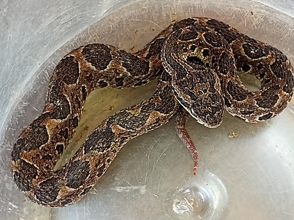 Honduras Jumping Pit Viper in May 2022 by Eric van den Berghe · iNaturalist