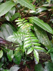 Pterophylla fraxinea