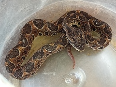 Metlapilcoatlus indomitus