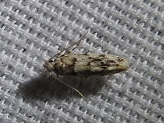 Sinoe