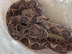 Metlapilcoatlus indomitus