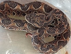 Metlapilcoatlus indomitus