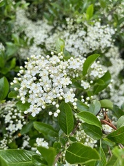 Pyracantha coccinea