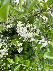 Pyracantha coccinea