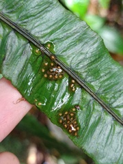 Diplazium subserratum