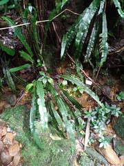 Diplazium subserratum