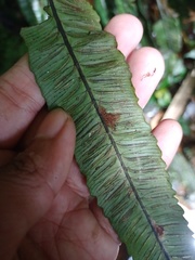 Diplazium subserratum