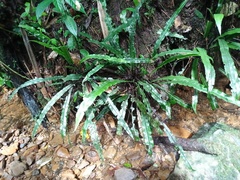 Diplazium subserratum