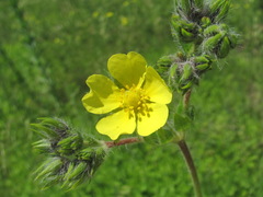 Potentilla recta obscura