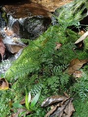 Asplenium thunbergii