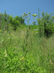 Potentilla recta obscura