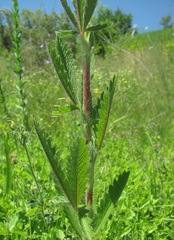 Potentilla recta obscura