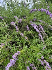 Buddleja davidii