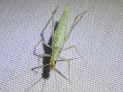 Oecanthus exclamationis