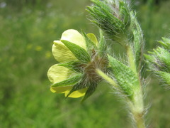 Potentilla recta obscura