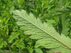 Potentilla recta obscura