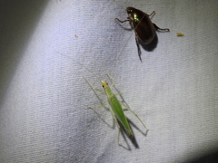 Oecanthus exclamationis