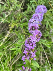 Buddleja davidii