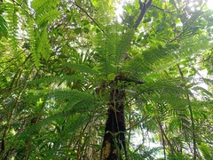 Asplenium thunbergii