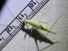 Oecanthus exclamationis