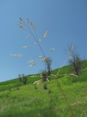 Milium vernale